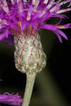 Giant ironweed